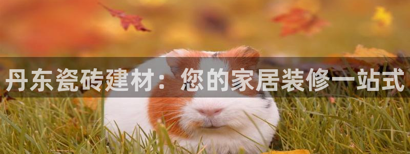 杏鑫平台念7O777
