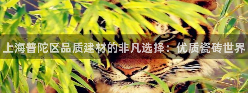 杏鑫官方平台怎么样啊知乎